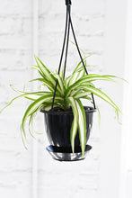 Spider Plant - Live Plant