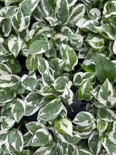Pearls and Jade Pothos - Live Plant