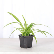 Spider Plant - Live Plant