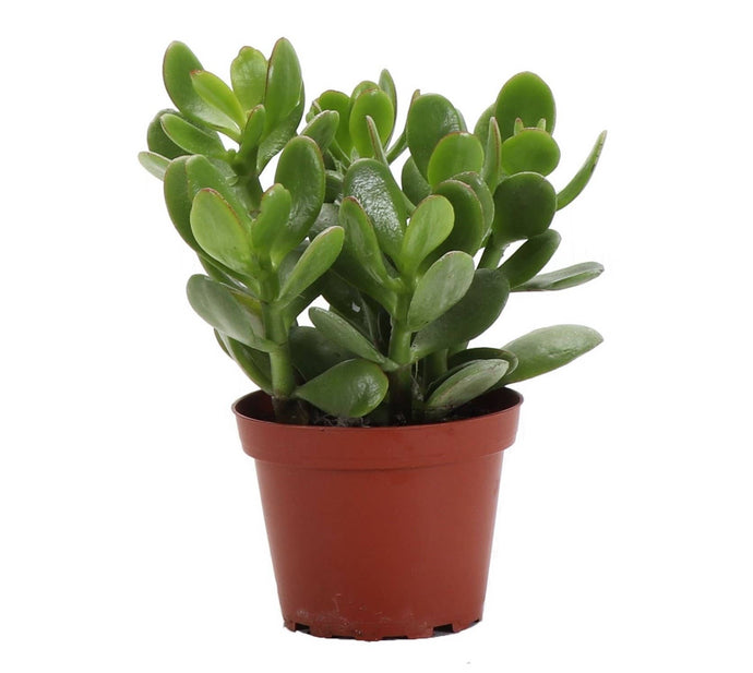Jade Succulent Plant - Live Plant