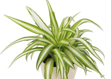 Spider Plant - Live Plant