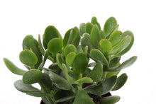 Jade Succulent Plant - Live Plant