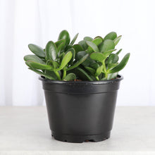 Jade Succulent Plant - Live Plant