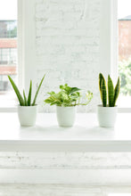 Marble Queen Pothos Plant - Live Plant