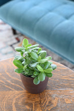 Jade Succulent Plant - Live Plant