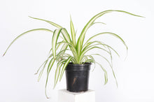 Spider Plant - Live Plant